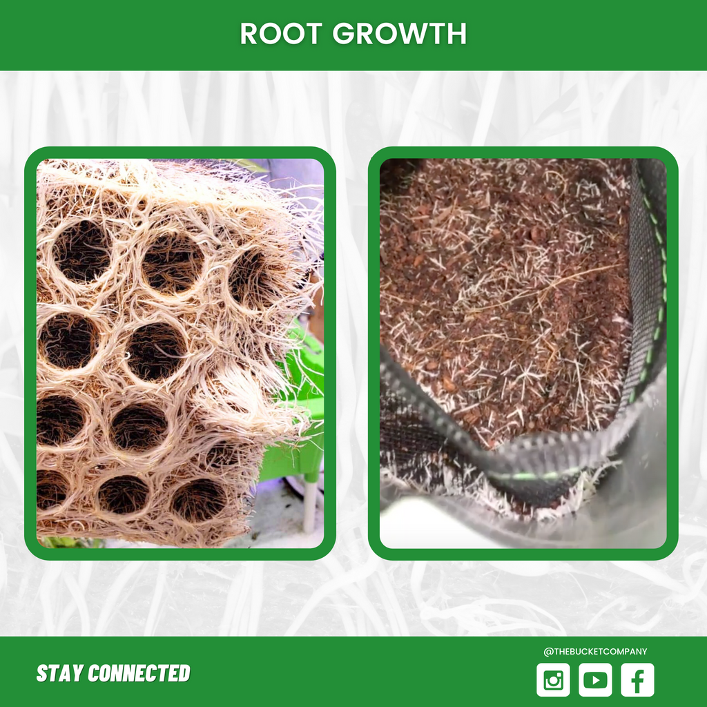 1 Gallon Screen Pot (12 Pack) Root Growth