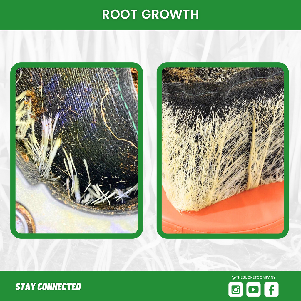 3 Gallon Screen Pot (6 Pack) Root Growth