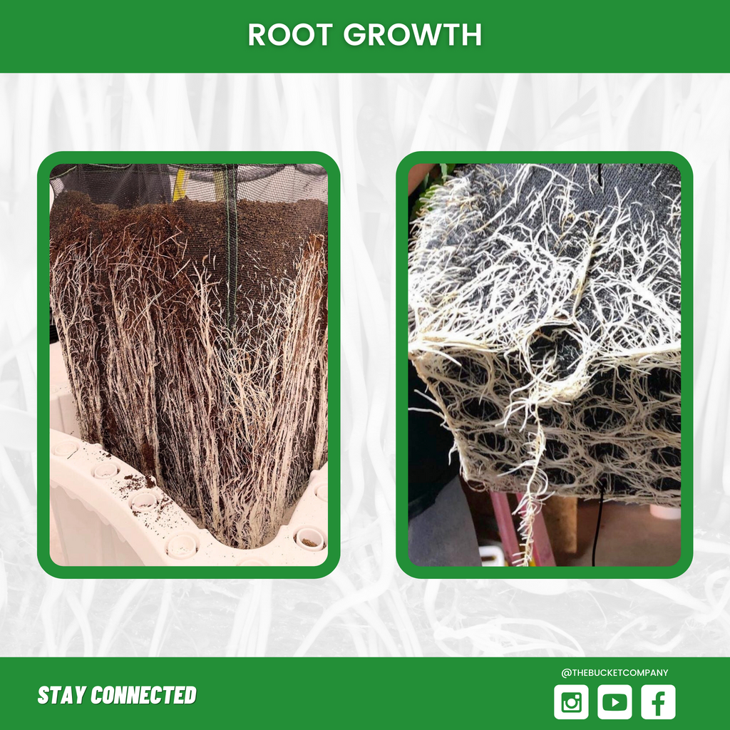 5 Gallon Screen Pot Root Growth
